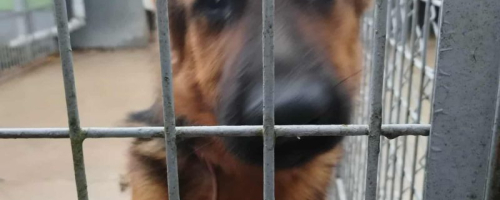 2025_11_03 Tygryski w Schronisku dla zwierząt